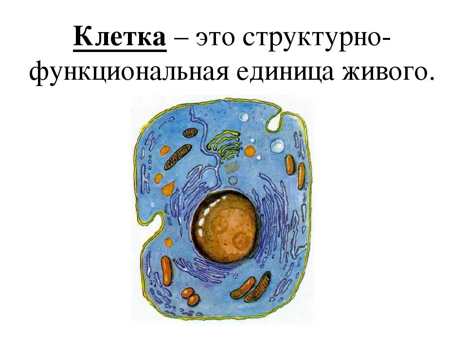 Строение практической клетки. Определение понятия клетка. Клетка растения по биологии 5 класс. Клетка растения 5 класс. Цитология наука о клетке 5 класс биология.