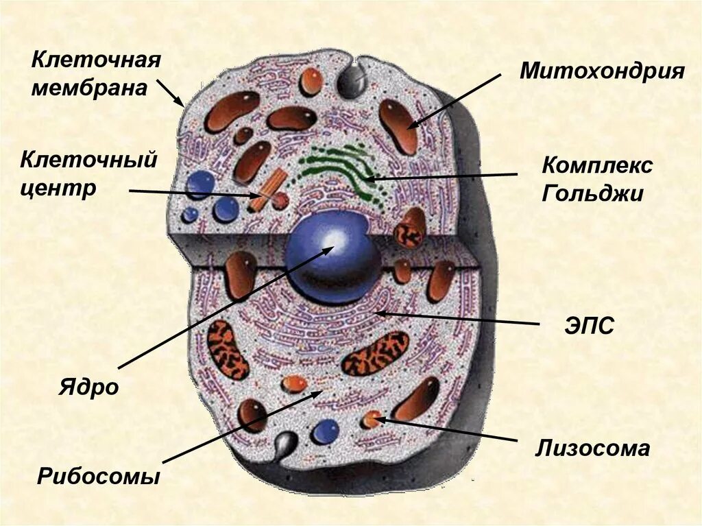 Клеточный центр животной клетки рисунок. Клеточный центр животной клетки рисунок