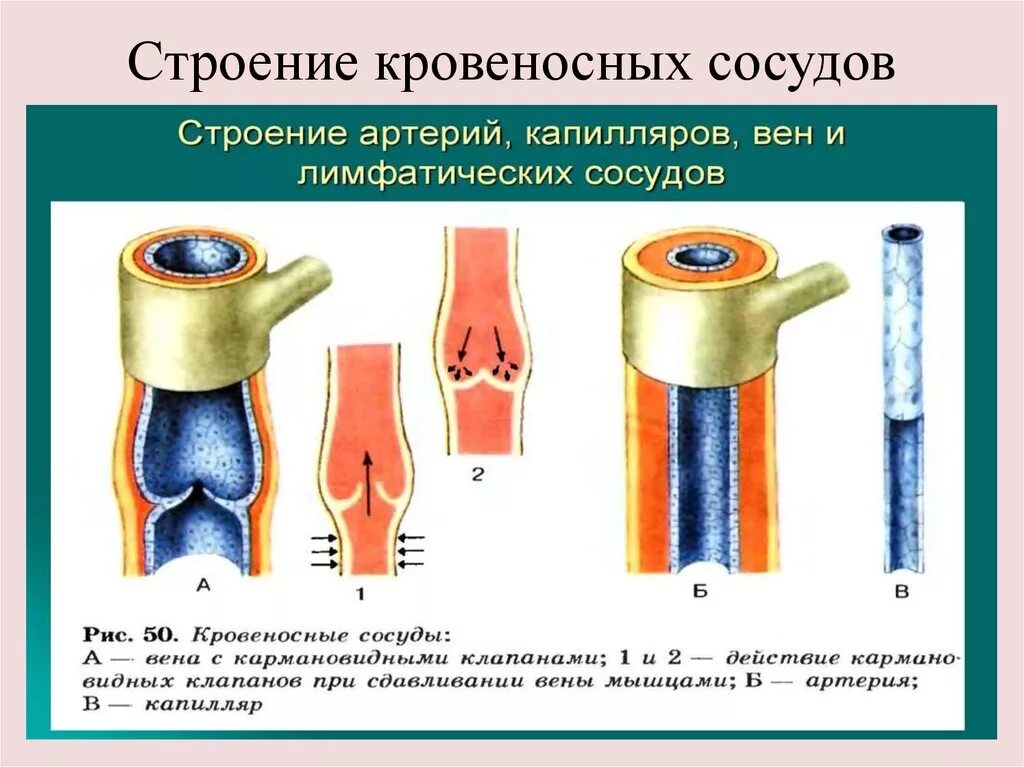 Строение стенки кровеносных сосудов. Строение артерии вены и капилляры. Сосуды артерии вены капилляры. Строение кровеносных сосудов человека анатомия. Стенки артерий и вен имеют