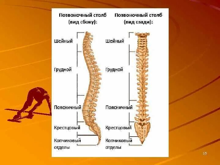 В позвоночном столбе различают