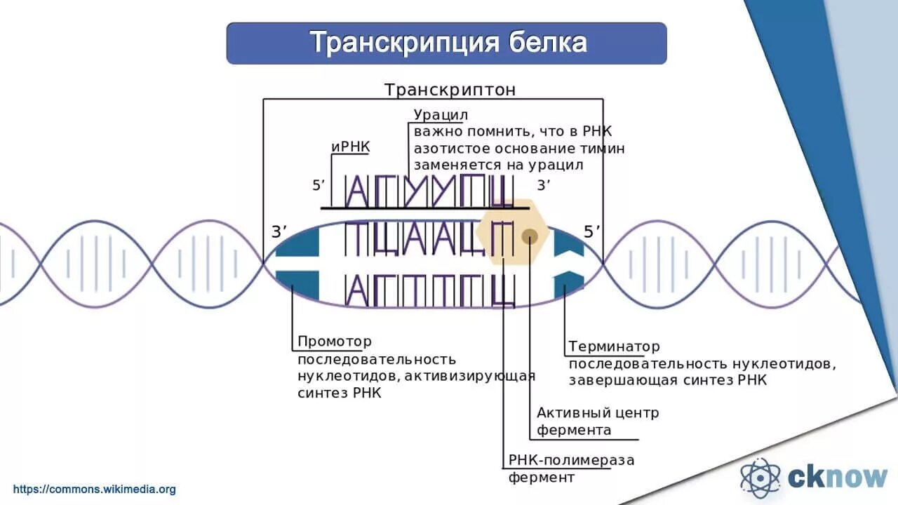 Этапы реализации генетической информации. Процесс транскрипции генетической информации .. Роль в реализации наследственной информации