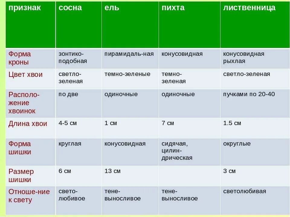 Заполнить таблицу характеристика хвойных растений Строение голосеменных презентация онлайн