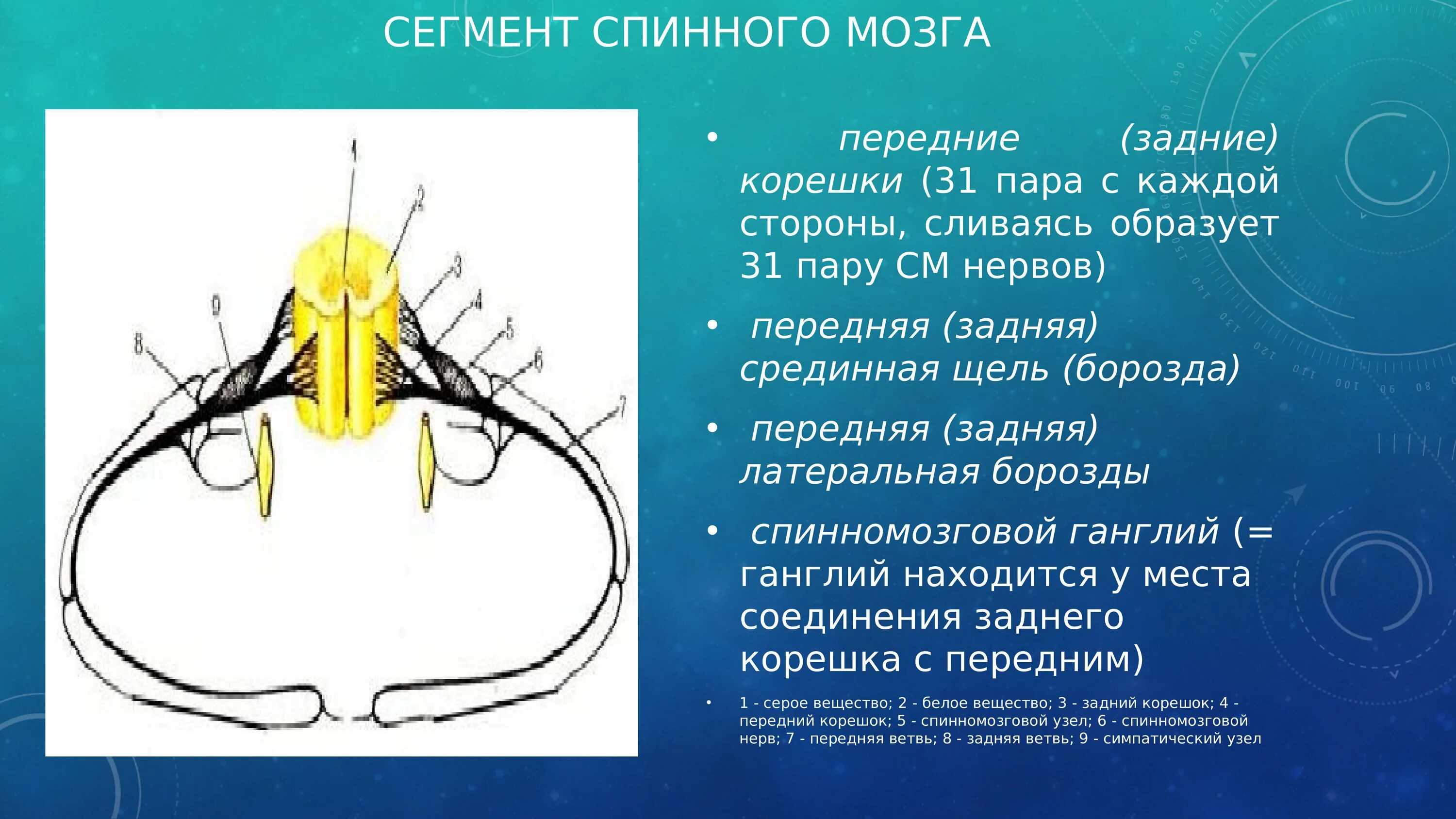 Входят в состав задних корешков спинного мозга. Задний корешок спинномозгового нерва спинной мозг. Задние корешки спинномозговых нервов. Спинномозговой ганглий анатомия. Передние и задние корешки спинного мозга.