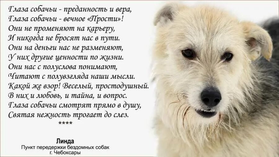 Стихи про собаку преданность. Стихи о верности собак. Стихотворение о верности собаки. Стихи о собачьей верности и преданности. Про верность собак