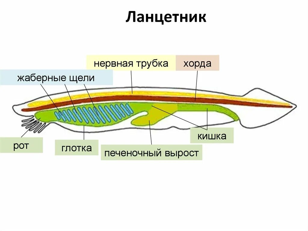 Нервная система ланцетника 7 класс. Общая схема строения ланцетника. Атриопор у ланцетника это. Пищеварительная система ланцетника схема.