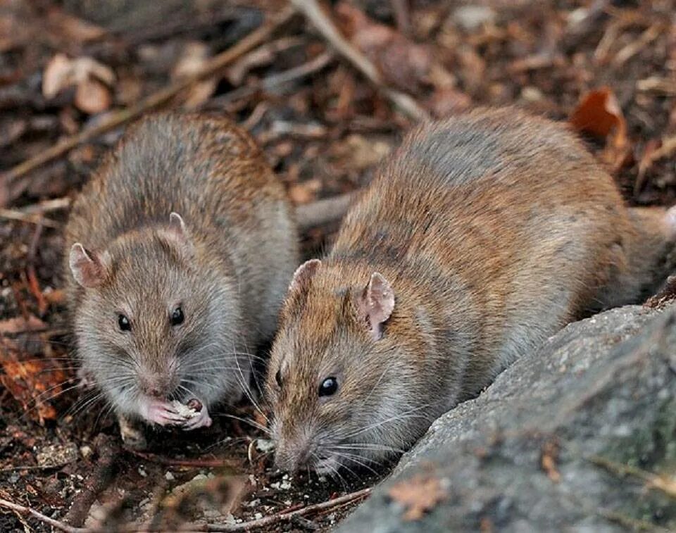 Крупные мыши. Серая крыса Пасюк. Серая крыса Rattus norvegicus. Крыса Пасюк дикий. Серая крыса Пасюк крупная.