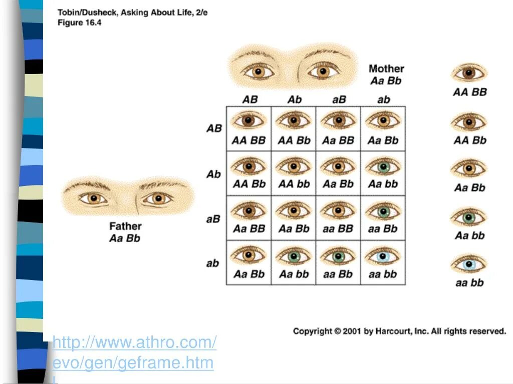 Какие глаза будут у кареглазых родителях. Генетическое наследование цвета глаз. Наследование цвета глаз у человека. Генетика цвет глаз наследование. Наследование цвета глаз у человека таблица.