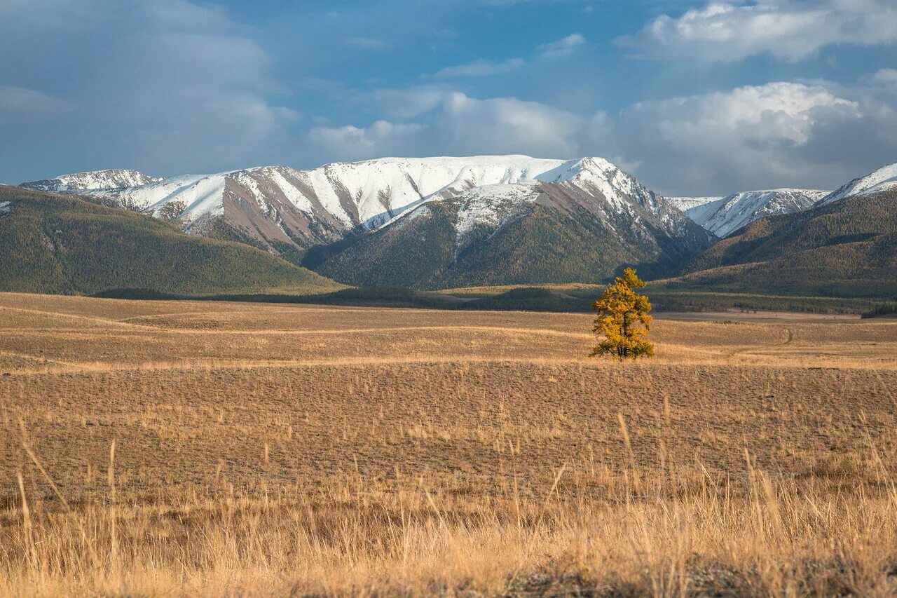 Климат степного алтая егэ. Зона степей климат. Сообщение степи алтайского края. Курайская степь горный алтай. Осадки в степи россии.