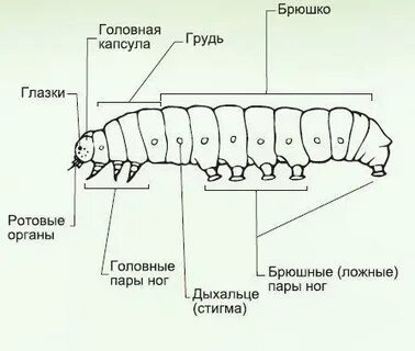 Особенности строения личинки