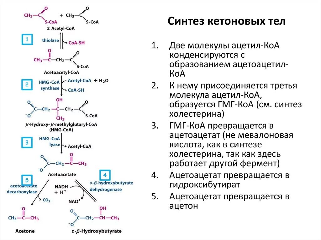Кетоновый тел биохимия Синтез кетоновых. Схема биосинтеза кетоновых тел. Реакции синтеза кетоновых тел. Схема синтеза кетоновых тел в биохимии. Какой фермент способен расщеплять пептиды