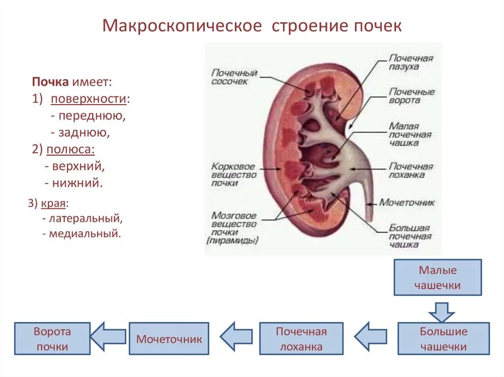 Микроскопическое строение почки. Внутреннее строение почки анатомия. Строение почки полюсы. Внешнее строение почки анатомия.