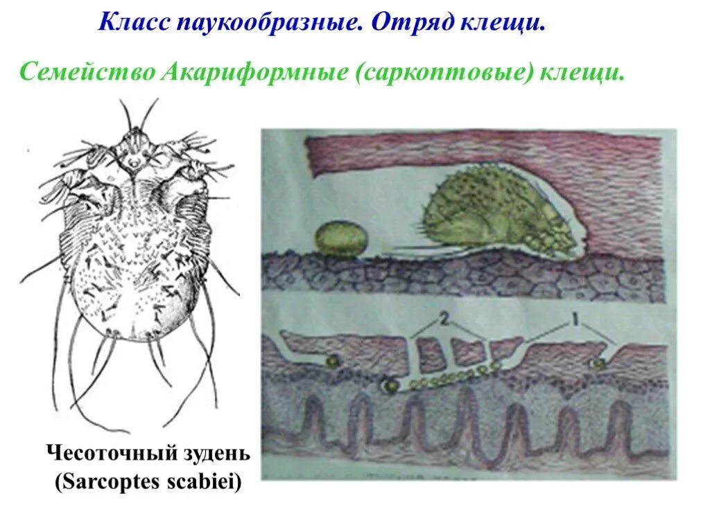 Почему чесоточного клеща часто называют зуднем ответ. Чесоточный зудень паразитология. Отряд акариформные (Acariformes). Чесоточный зудень (Sarcoptes scabiei).. Чесоточный зудень (Sarcoptes scabiei). Чесоточные клещи паразитология.