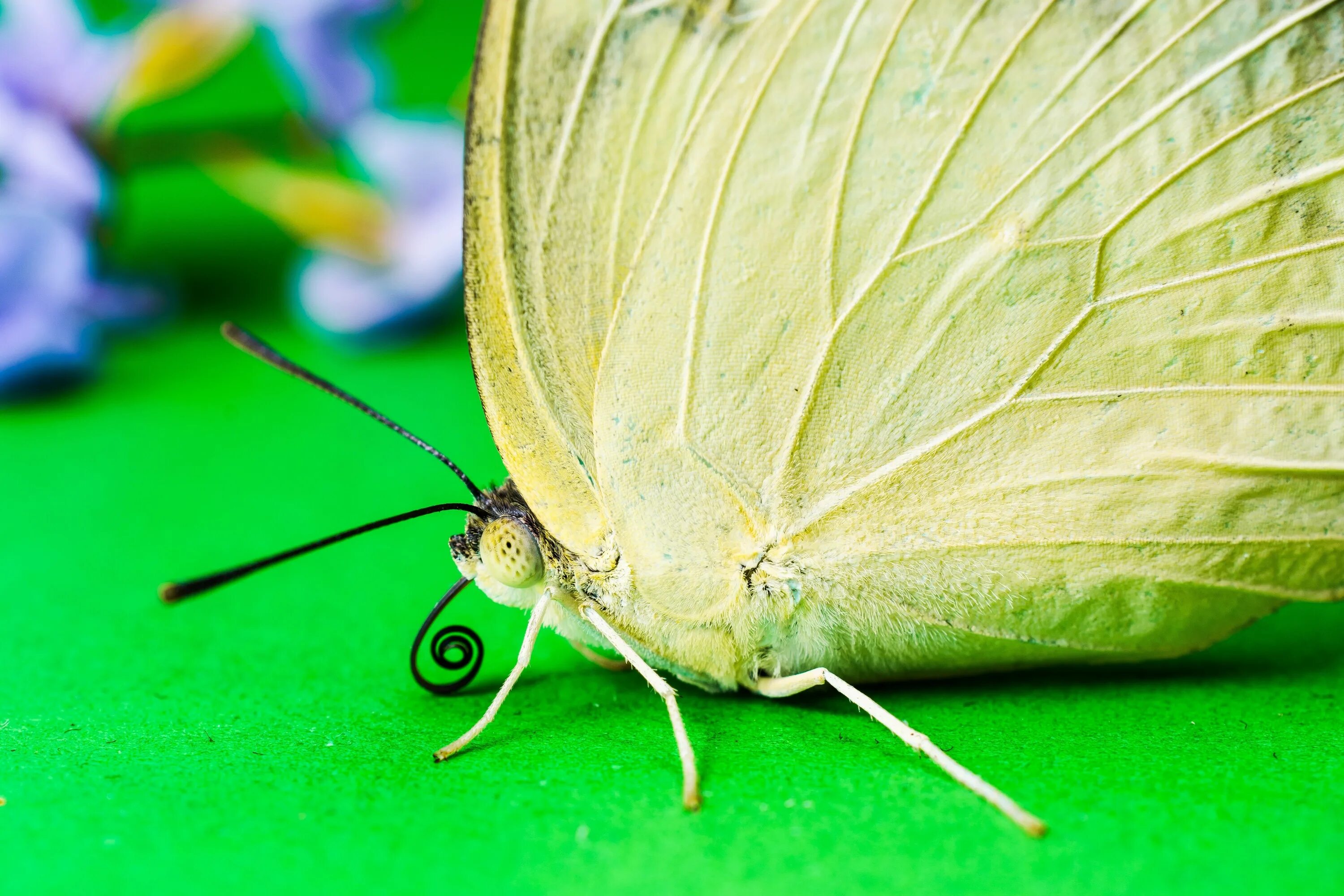 Желто зеленая бабочка. Pieridae бабочка. Бабочка светло зеленая. Бабочка с салатовыми крыльями. Фисташковая бабочка.