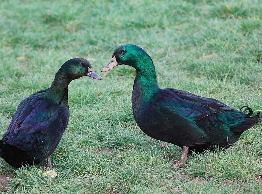 каюга (порода уток). утка каюга изумрудная. утка каюга фото. утка каюга изумрудная. утка каюга.