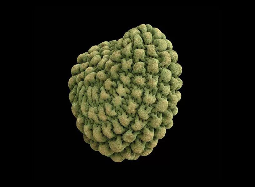 семена пыльцы. цветочная пыльца и перга. пыльыцп сосны под микроскопом. семена пыльцы. пыльца сосны микрофотография.