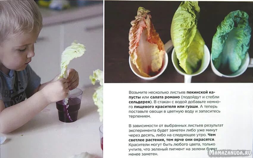 Опыты с листьями. Опыт с капустными листьями. опыты для детей с пекинской капустой. эксперимент с капустой. опыт с капустой и красителями.