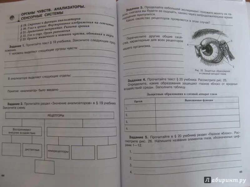 Рабочая тетрадь по биологии читать. Рабочая тетрадь биология Рохлов 8 класс ответы. Рохлов Трофимов биология 8 класс. Рабочая тетрадь по биологии 8 класс. Рохлов биология человек.