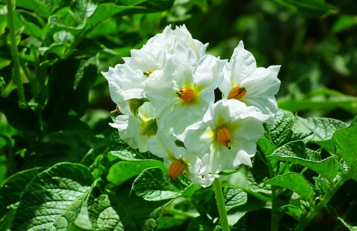 цветущий фиолетовым картофель.