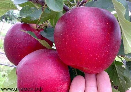 Сорт яблони м