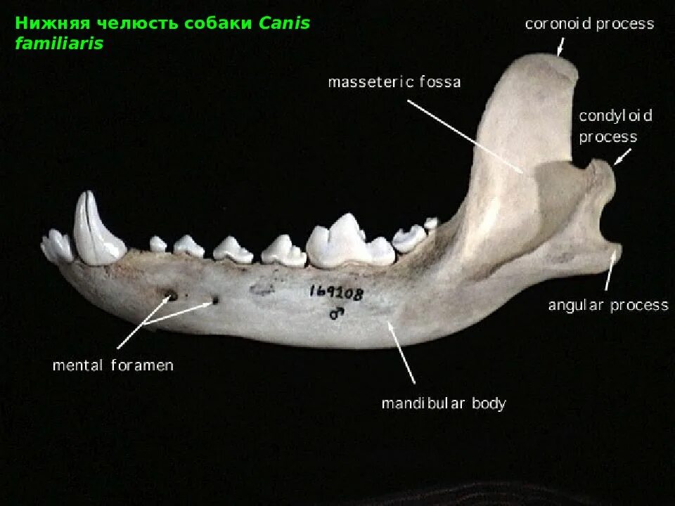 Анатомия челюсти. Кости нижней челюсти собаки. Строение нижней челюсти. Челюсть на английском