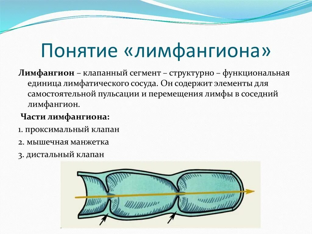 Особенности лимфатических сосудов. Лимфангион строение анатомия. Лимфангион строение и функции. Лимфангион составные части. Лимфангион строение рисунок.