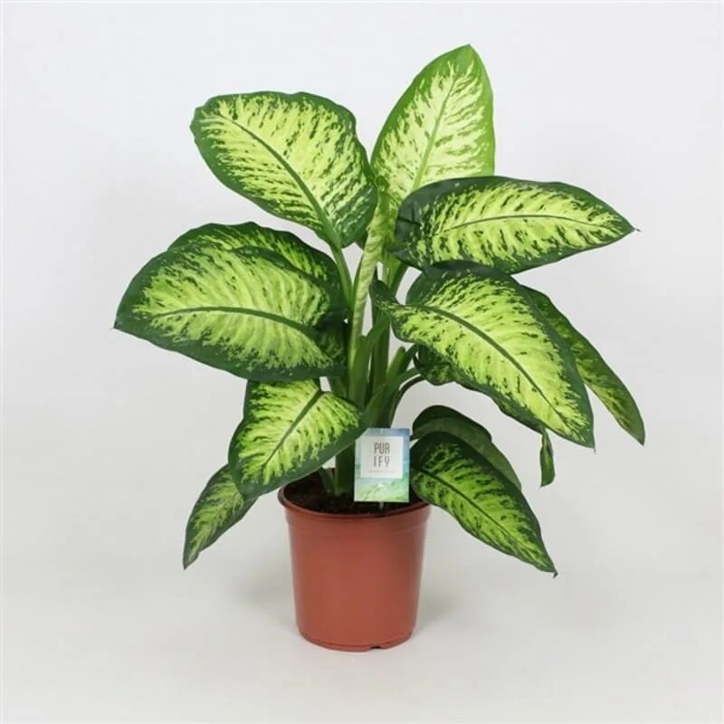 Что такое диффенбахия. Диффенбахия tropic snow. диффенбахия lemon tropic. диффенбахия тропик сноу. диффенбахия лимон тропик.