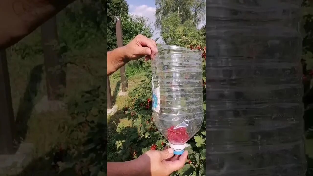 Как быстро собрать смородину с кустов