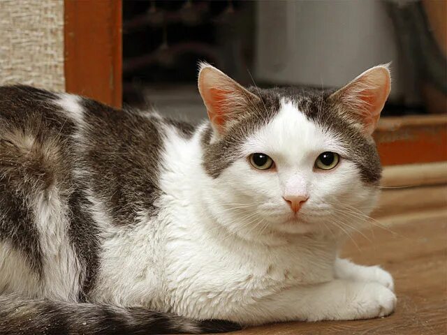 отдам рыже белых котят. мурчалочки. номер где продаются бесплатные котята алиса. в добрые руки обнинск. рыжие котята в добрые.