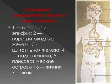 Внутренней секреции 6 букв