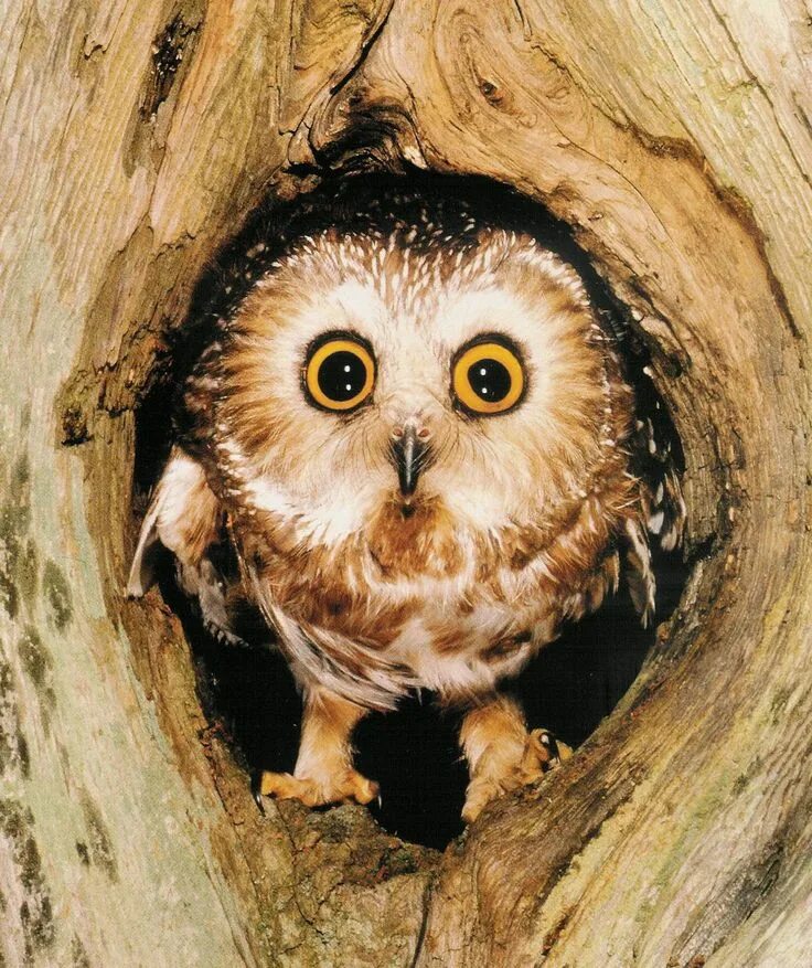 удивленная сова. сова удивлена. испуганная сова. удивленная сова. сова удивлена.