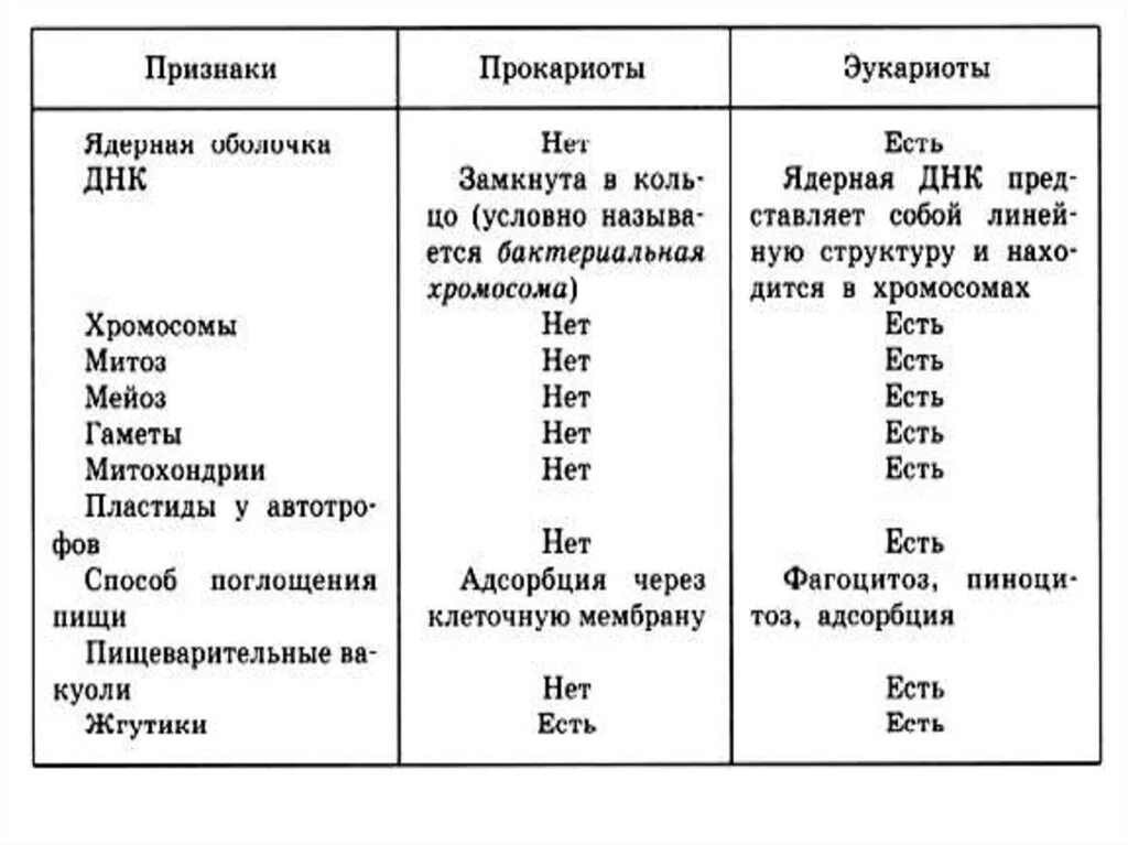 Наличие ядра прокариоты. Строение клеток прокариот и эукариот таблица. Тип питания прокариот и эукариот. Тип питания у прокариот и эукариот таблица. Типы питания клеток прокариот и эукариот.