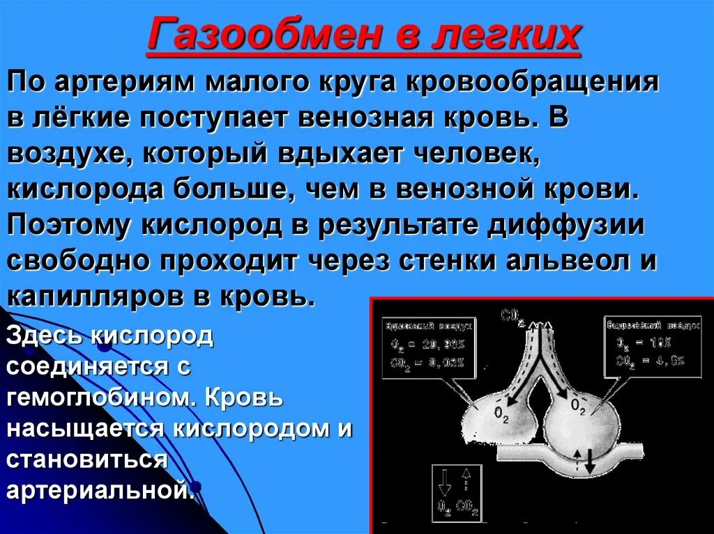 В легкие птиц поступает кровь. Газообмен в Малом круге кровообращения. Газообмен в лёгких. Газообиен в легких осуществляеьтся в большом круге к. Газообмен в Малом круге кровообращения физиология.