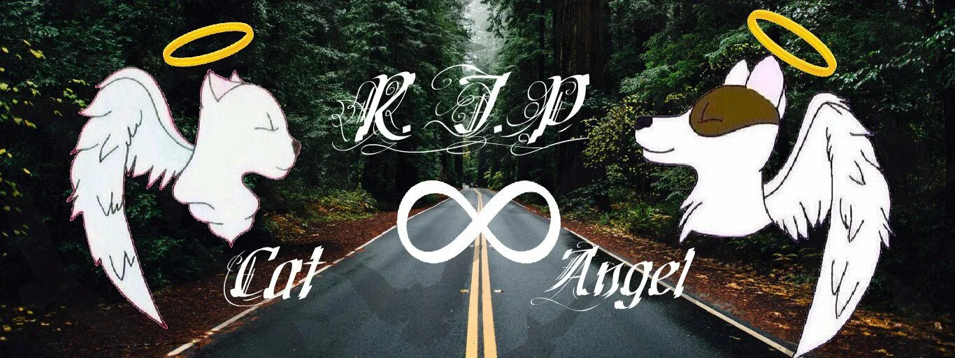 Rip angel. Rip angel. Rip angel rip cat. Rip angel rip cat. Rip angel.