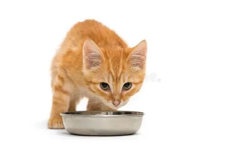 Котенок мало ест но активный