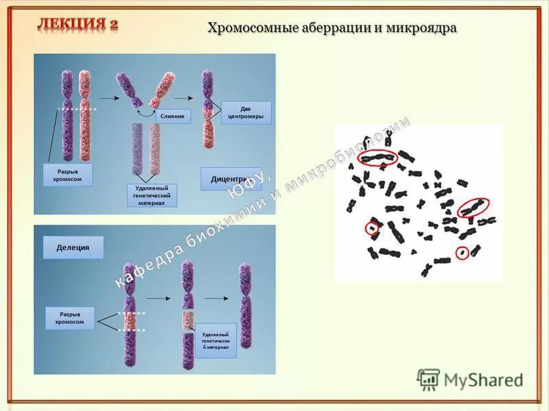 виды хромосомных мутаций (аберраций). назовите виды хромосомных аберраций. структурные изменения хромосом аберрации схемы. назовите виды хромосомных аберраций. назовите виды хромосомных аберраций.