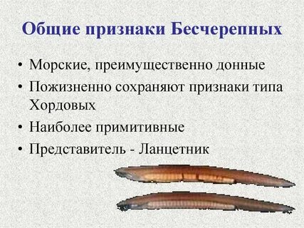 Запишите признаки хордовых животных