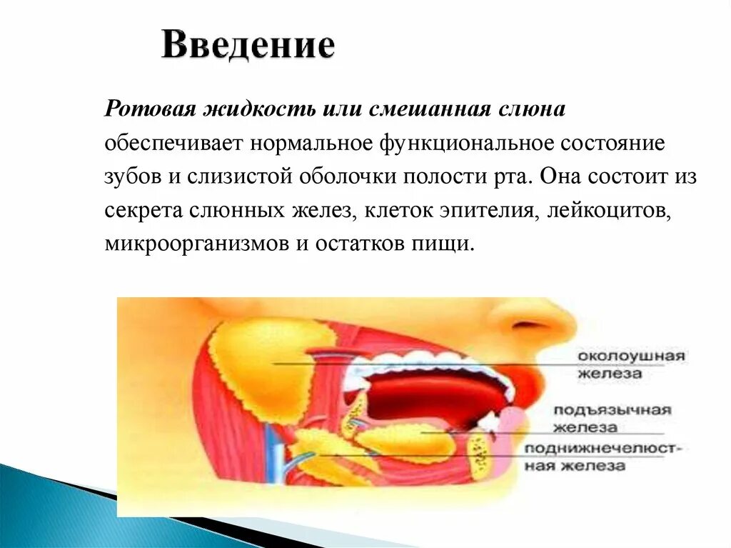 Выделяется мало слюны