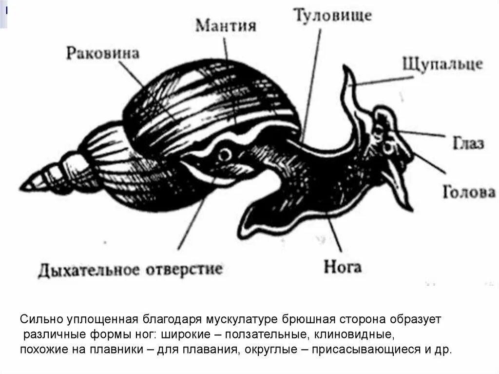 Тело виноградной улитки. Внешнее строение раковины виноградной улитки. Части тела моллюсков прудовик. Внешнее строение моллюсков Виноградная улитка. Строение раковины брюхоногих.