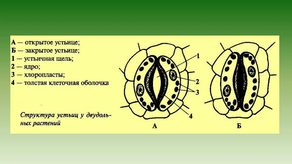 Хлоропласты в устьицах. Устьица анатомия листа. Структура устьиц растений. Строение устьичного аппарата. Замыкающие клетки устьиц рисунок.