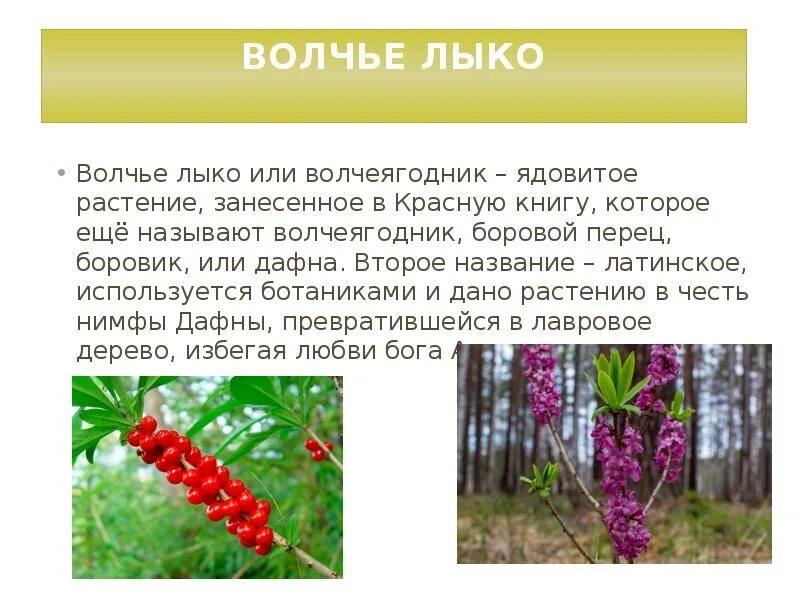 Как выглядит волчье лыко цветок Компот из волчьих ягод Пикабу