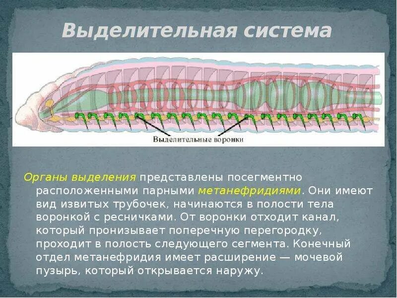 Выделительные трубочки червей. Тип кольчатые черви выделительная система. Выделительная система кольчатых червей. Выделения и выделительная система кольчатых червей. У кольчатых червей есть выделительная система.