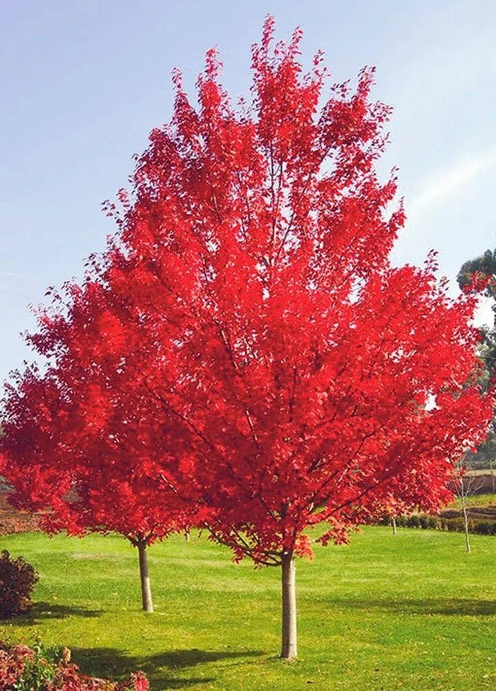 Maple tree. Maple tree