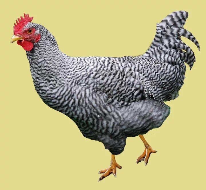Продам цыплят Грис Барр, в наличии. Цена: 250 ₽ в Уссурийске