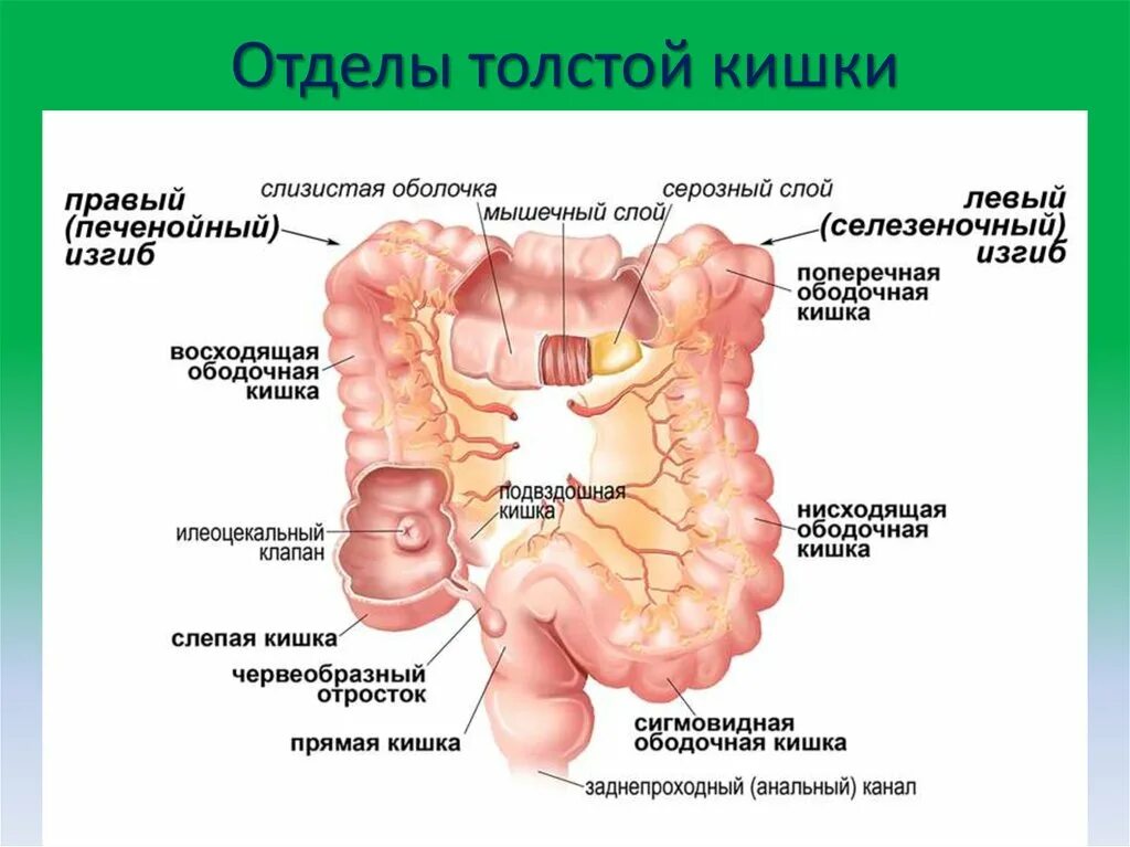 Название толстого кишечника