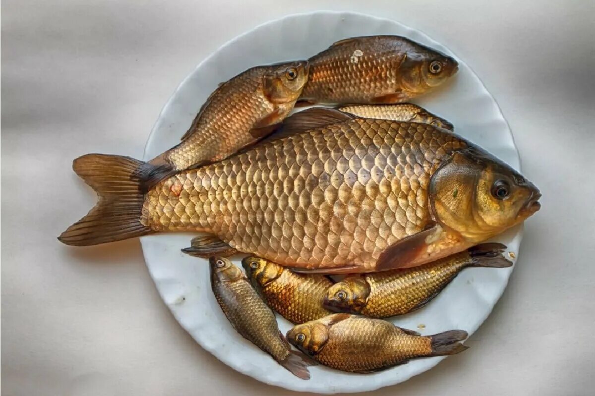 карп сазан язь. лещ рыба сазан. речная рыба подлещик. лещик рыба. лещ карп сазан.