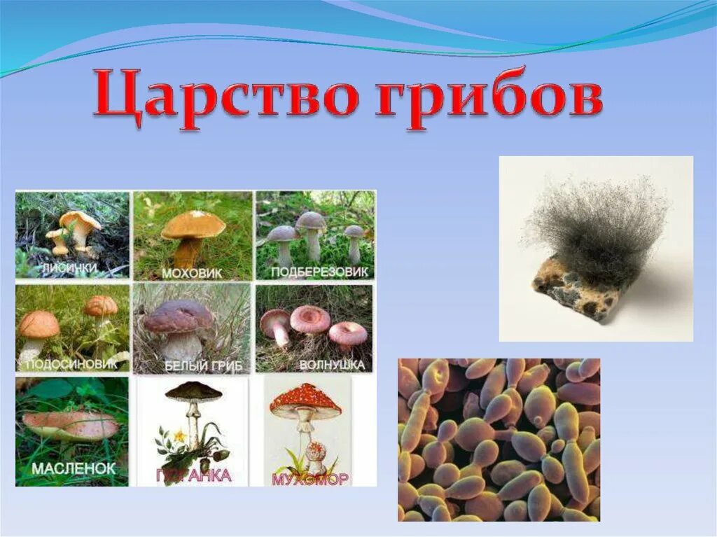 Все многообразие 6. Разнообразие грибов в природе. Царство грибов. Многообразие и значение грибов. Разнообразие царства грибов.