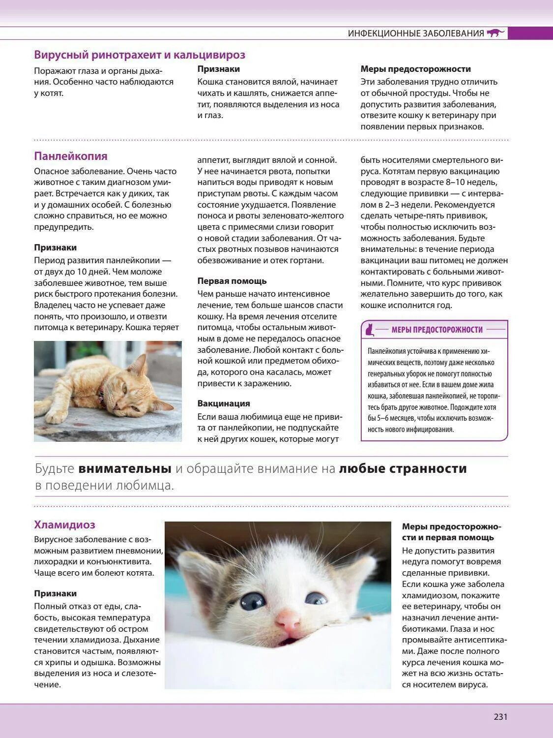 Как понять что кот заболел. Схема лечения вирусных заболеваний у кошек. Заболевания котят ринотрахеит. Болезнь кошек ринотрахеит. Ринотрахеит у котенка схема лечения.