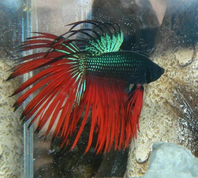 Сенегальский петушок рыбка. Петушки рыбки брачный танец. Петушок коронохвостый красный. Р петушков. Петушок коронохвостый самец.