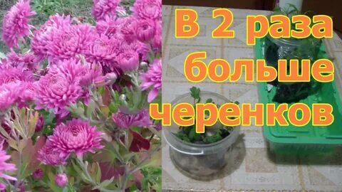 Можно ли укоренить черенок хризантемы
