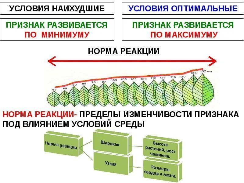 Влияние условий среды на формирование признаков